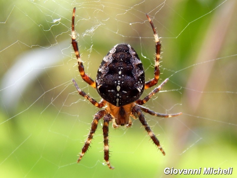 Araneus diadematus - Magenta (MI)